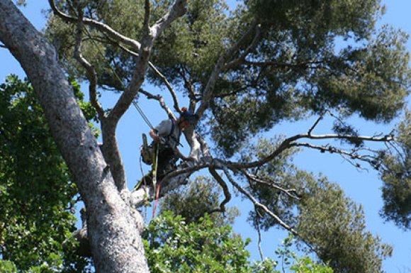 Infos consommateurs élagage abattage Toulon