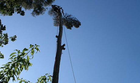 Société de bois et aménagements extérieurs à Toulon
