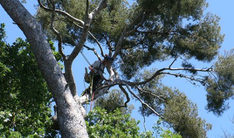 Infos consommateurs élagage abattage Toulon