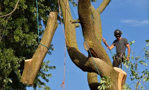 Abattage d'arbre mort - Les Castors à Toulon